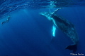   Amazing encounter Humpback Whale Tonga  